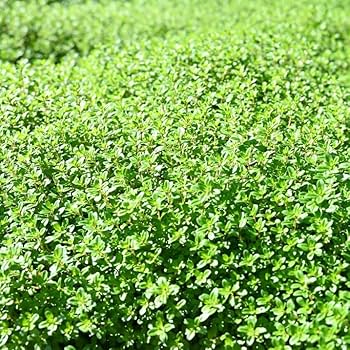 クリーピングタイム　根付き苗　分割10苗 クリーピングタイム 根付き苗 分割10苗